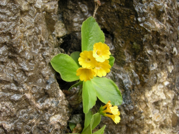 Primula auricula / Primula orecchia d''orso